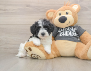 5 week old Havachon Puppy For Sale - Fairfield Furbabies