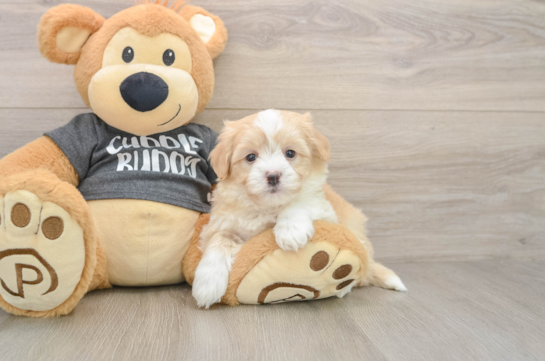 Funny Havachon Designer Pup