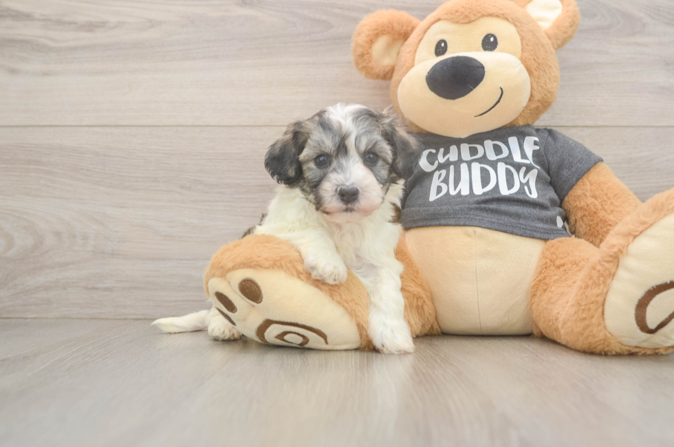 5 week old Havachon Puppy For Sale - Fairfield Furbabies