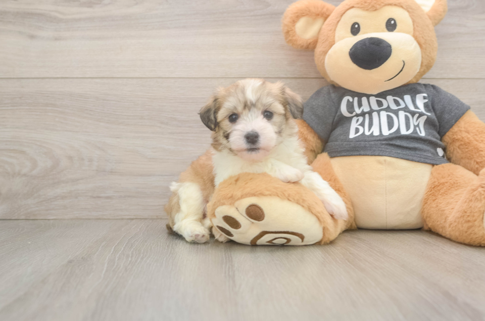 5 week old Havachon Puppy For Sale - Fairfield Furbabies