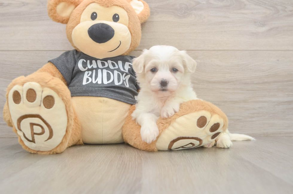 5 week old Havachon Puppy For Sale - Fairfield Furbabies