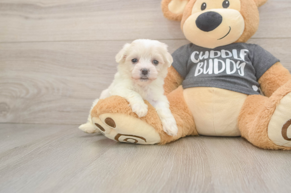 5 week old Havachon Puppy For Sale - Fairfield Furbabies