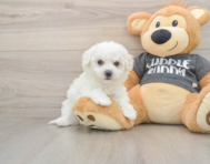 8 week old Havachon Puppy For Sale - Fairfield Furbabies