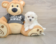 8 week old Havachon Puppy For Sale - Fairfield Furbabies