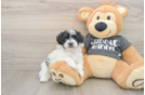 Adorable Havashon Designer Puppy