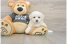 Fluffy Havachon Designer Pup
