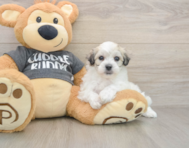 8 week old Havachon Puppy For Sale - Fairfield Furbabies