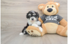 Little Havashon Designer Puppy