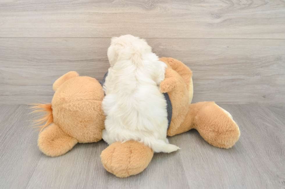 Friendly Havachon Baby