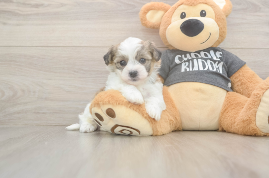 6 week old Havachon Puppy For Sale - Fairfield Furbabies Adorable Havashon Designer Puppy