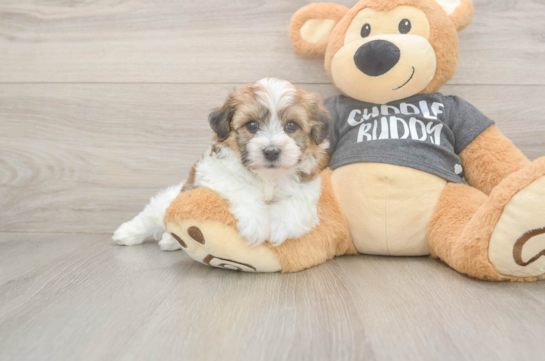 6 week old Havachon Puppy For Sale - Fairfield Furbabies Popular Havachon Designer Pup