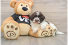 Hypoallergenic Havanese Baby