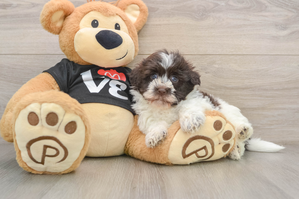 Hypoallergenic Havanese Baby