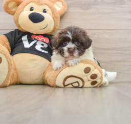 7 week old Havanese Puppy For Sale - Fairfield Furbabies