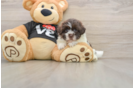 Best Havanese Baby