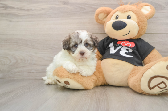 Hypoallergenic Havanese Purebred Pup