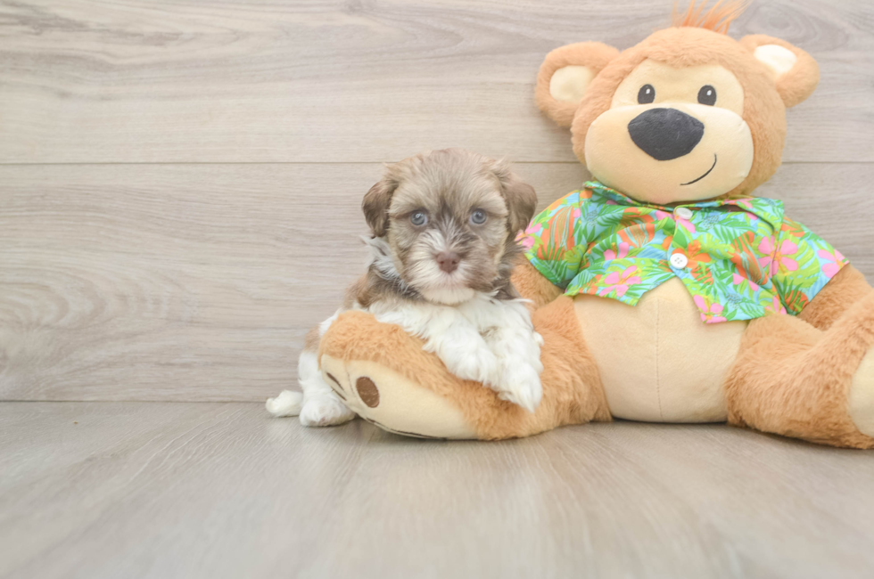 6 week old Havanese Puppy For Sale - Fairfield Furbabies