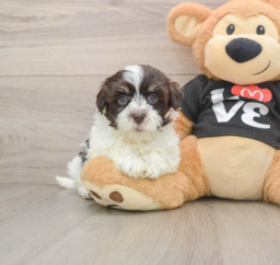 7 week old Havanese Puppy For Sale - Fairfield Furbabies