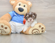 8 week old Havanese Puppy For Sale - Fairfield Furbabies