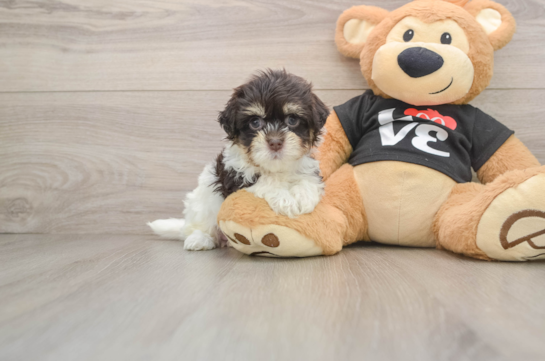 BEATRICE, a Havanese littermate