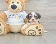 8 week old Havanese Puppy For Sale - Fairfield Furbabies