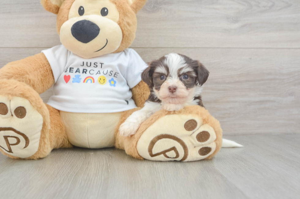 8 week old Havanese Puppy For Sale - Fairfield Furbabies