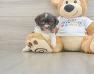 8 week old Havanese Puppy For Sale - Fairfield Furbabies