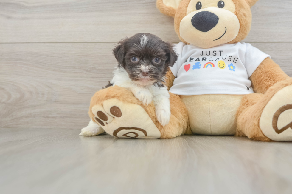 8 week old Havanese Puppy For Sale - Fairfield Furbabies