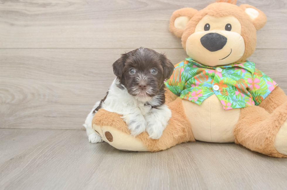 6 week old Havanese Puppy For Sale - Fairfield Furbabies