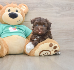 6 week old Havanese Puppy For Sale - Fairfield Furbabies