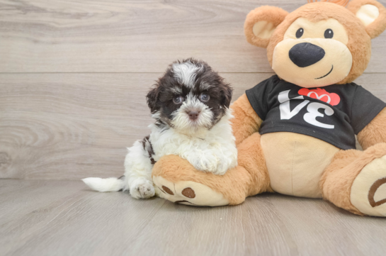 BOBBY, a Havanese littermate