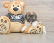 8 week old Havanese Puppy For Sale - Fairfield Furbabies