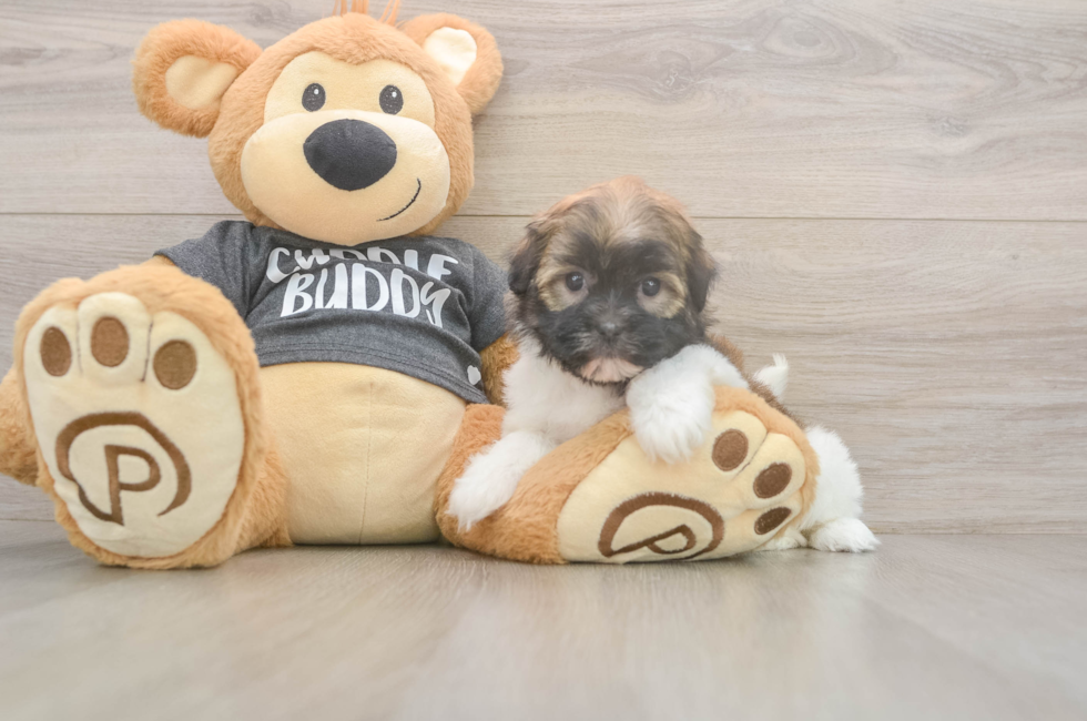 8 week old Havanese Puppy For Sale - Fairfield Furbabies