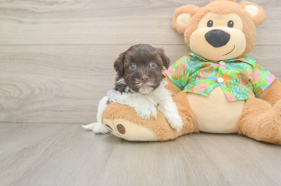 6 week old Havanese Puppy For Sale - Fairfield Furbabies