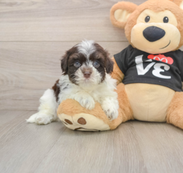 7 week old Havanese Puppy For Sale - Fairfield Furbabies