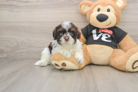 BOSCO, a Havanese littermate