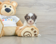 8 week old Havanese Puppy For Sale - Fairfield Furbabies