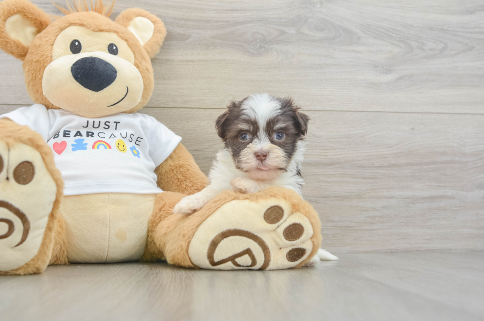 8 week old Havanese Puppy For Sale - Fairfield Furbabies