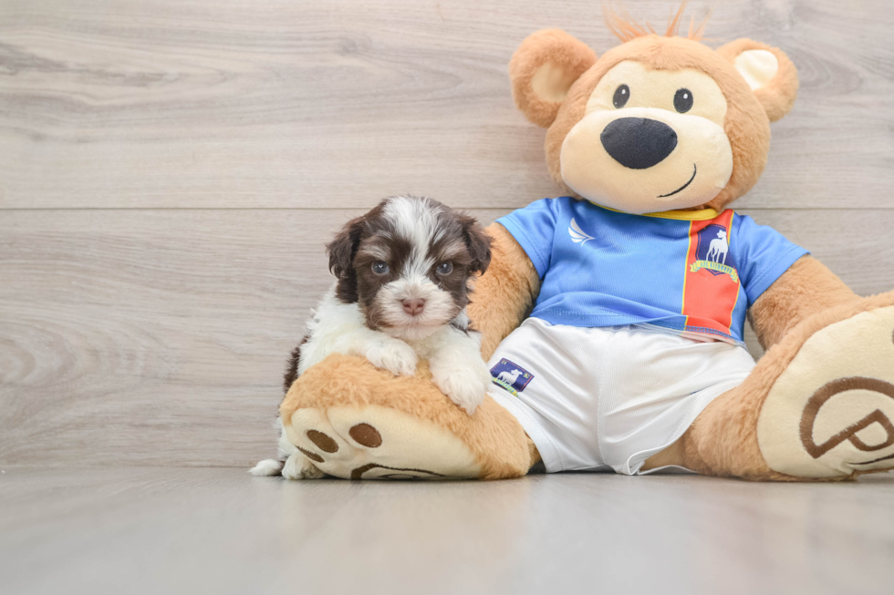 Havanese Pup Being Cute