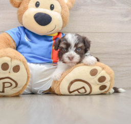 5 week old Havanese Puppy For Sale - Fairfield Furbabies