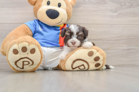 CABO, a Havanese littermate