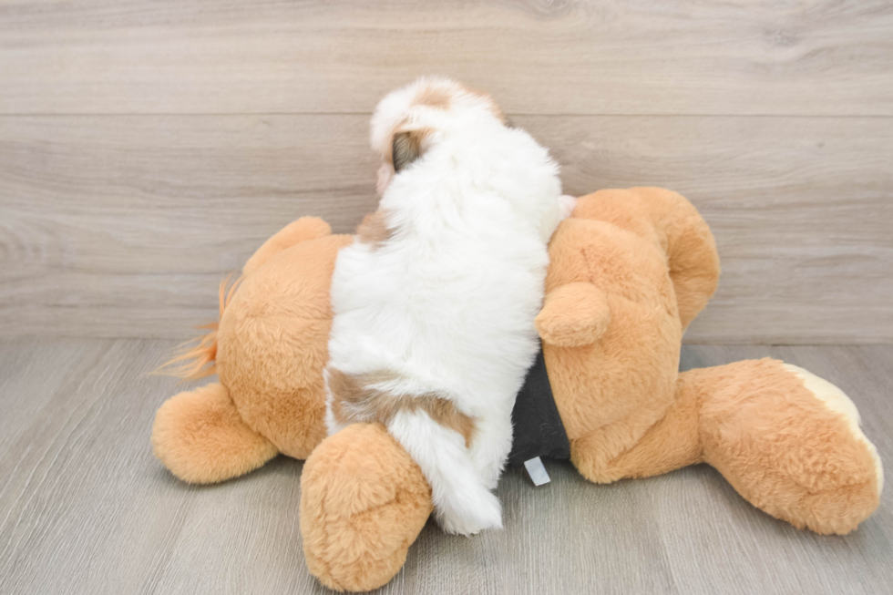 Havanese Puppy for Adoption