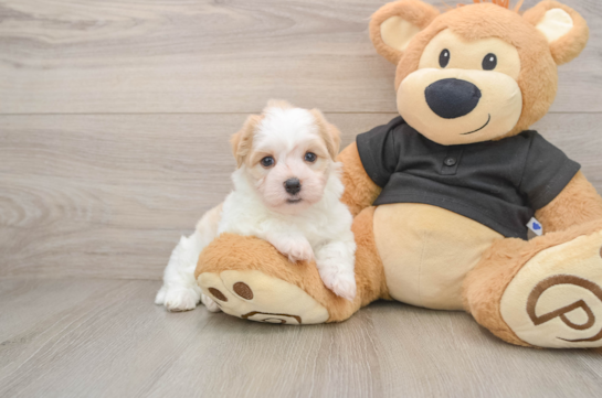 Small Havanese Purebred Pup