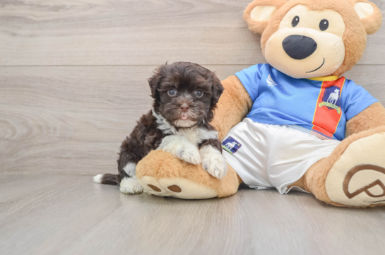 CATALINA, a Havanese littermate