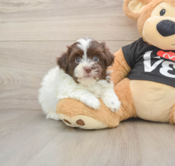 6 week old Havanese Puppy For Sale - Fairfield Furbabies