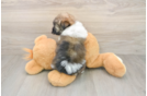 Funny Havanese Purebred Pup