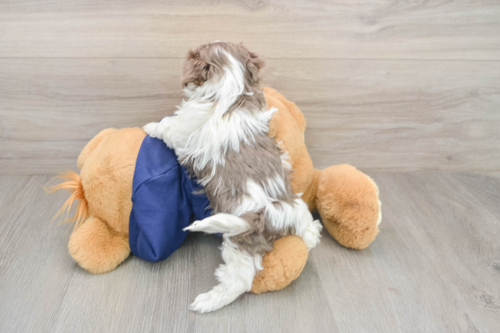 Hypoallergenic Havanese Purebred Pup
