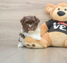 6 week old Havanese Puppy For Sale - Fairfield Furbabies