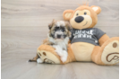 Best Havanese Baby