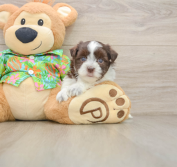 5 week old Havanese Puppy For Sale - Fairfield Furbabies